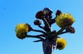 Shaw`s Agave, Cabrillo National Monument, San Diego