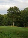 Shawshank tree field schoharie county Royalty Free Stock Photo