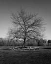 The Shawshank Tree