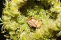 Shchitnik black-haired - the sight of bedbugs sleeps in the morning in a flower.