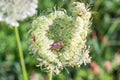 Shchitnik black-haired - the sight of bedbugs sleeps in the morning in a flower.