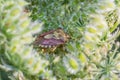 Shchitnik black-haired - the sight of bedbugs sleeps in the morning in a flower.