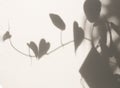 Shadow heart shape leaf ivy on textured minimalism backdrop background for mock up