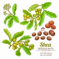 Shea vector set