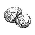shea butter cosmetic sketch hand drawn vector