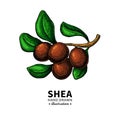 Shea butter vector drawing. Isolated illustration of berry on branch.