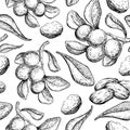 Shea butter vector seamless pattern drawing. vintage background with berry, nuts, branch.