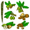 Shea fruit or nut sketch, outline color silhouette