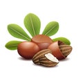 Shea nuts with green leaves vector illustration Royalty Free Stock Photo