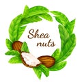 Shea nuts with leaves in vector.