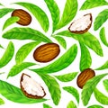 Shea nuts with leaves in vector pattern.