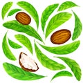 Shea nuts with leaves in vector pattern.