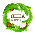 Shea nuts with leaves in vector.