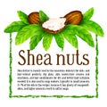 Shea nuts with leaves in vector.