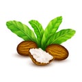 Shea nuts with leaves in vector.