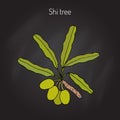 Shea tree branch