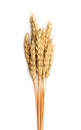 Sheaf of dried ears of corn