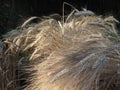 Sheaf of dry wheat on dark background