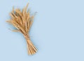 Sheaf of dry wheat grain ears isolated on blue background