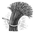 Sheaf of dry wheat, sketch. Ears of wheat, barley or rye. Hand drawn illustration in vintage engraving style