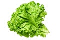 Sheaf of fresh green fluffy leaves of salad lettuce isolated on white background. Close-up