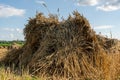 Sheaf of golden wheat in a field Royalty Free Stock Photo