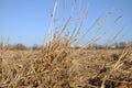 Sheaf of last year's grass