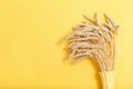 Sheaf ripe golden wheat ears close up. Background of ripening ears in yellow ceramic vase Royalty Free Stock Photo