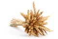 Sheaf of ripe wheat Royalty Free Stock Photo