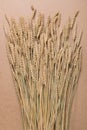 Sheaf of ripe wheat on a brown background, concept, vertical arrangement Royalty Free Stock Photo