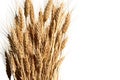 Sheaf of ripe wheat on white background Royalty Free Stock Photo