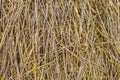 Sheaf of straw closeup Royalty Free Stock Photo