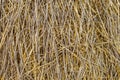 Sheaf of straw closeup