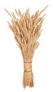 Sheaf of wheat Royalty Free Stock Photo