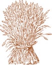 Sheaf of wheat Royalty Free Stock Photo