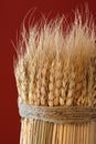 Sheaf of Wheat Royalty Free Stock Photo