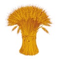 Sheaf of wheat enagraving. Ears of wheat, barley or rye. Vector illustration