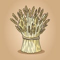 Sheaf of wheat rye sketch doodle. Hand drawn vector image