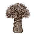 Sheaf of wheat sketch. Organic ingredient for baking bread. Vector engraving illustration