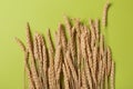 Sheaf of yellow ripe wheat, on green background, horizontal layout, concept Royalty Free Stock Photo