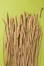 Sheaf of yellow ripe wheat, on a green background, vertical arrangement Royalty Free Stock Photo