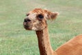 Sheared Alpaca on a Farm Royalty Free Stock Photo