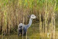 Sheared alpaca (Lama pacos) Royalty Free Stock Photo