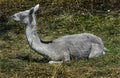 Sheared alpaca 1 Royalty Free Stock Photo