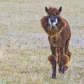 Sheared alpaca