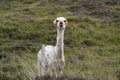 Sheared alpaca in Scotland Royalty Free Stock Photo