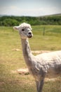 Sheared Alpacas in a Meadow