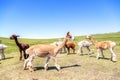 Sheared Alpacas in a Meadow