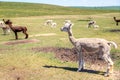 Sheared Alpacas in a Meadow