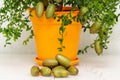 Sheared burgundy green finger-shaped fruits near the potted citrus plant, close-up. Indoor growing of the outlandish citrus plant